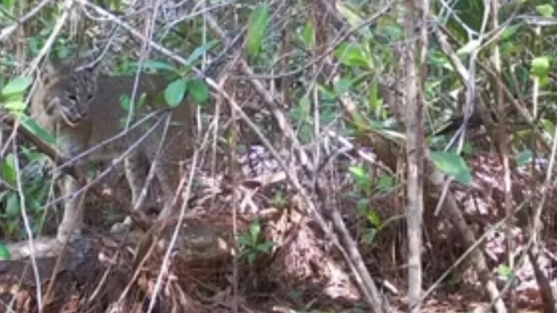 A Bobcat (Probably) Decapitated a Giant Python in the Everglades. That’s a Good Thing