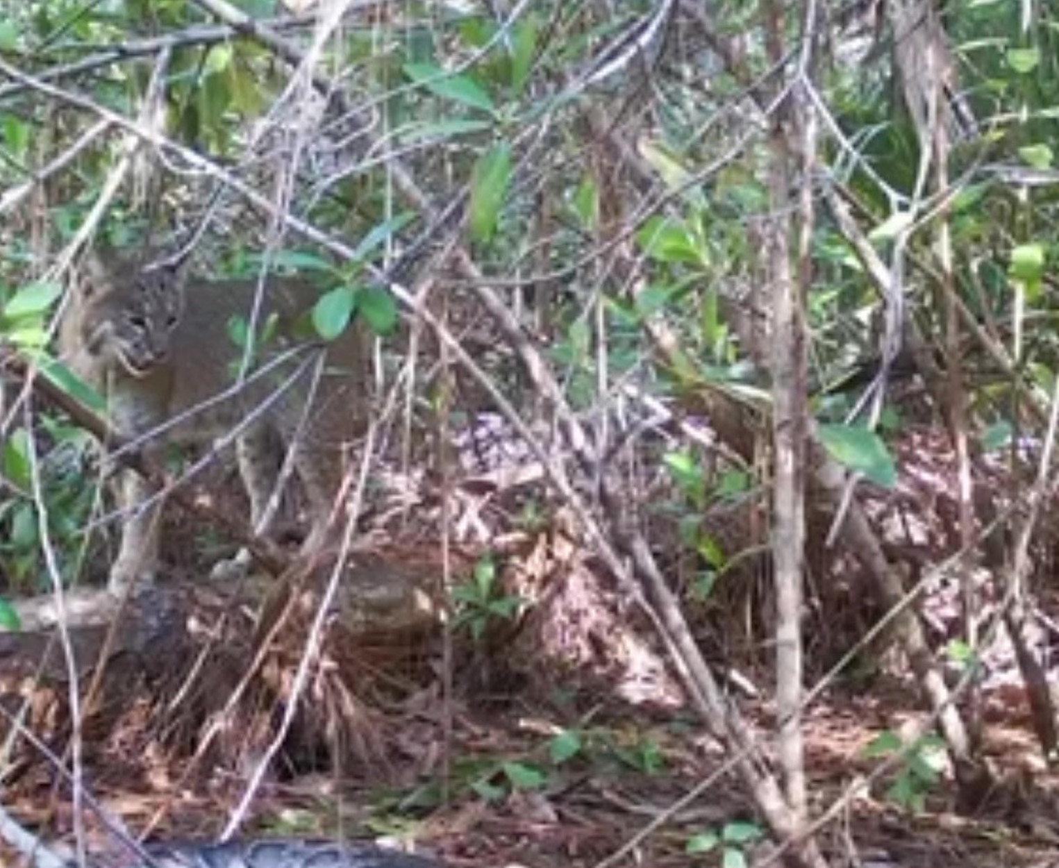 A Florida bobcat caught on a trail camera.