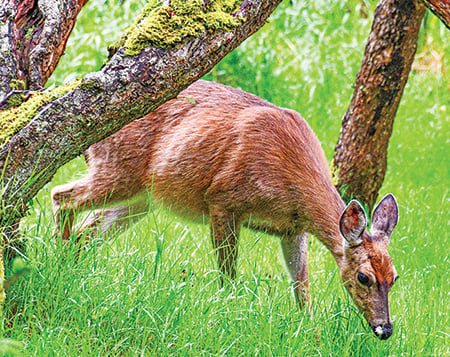 A close look at the downward trend of available deer licenses for North Dakota gun hunters – Outdoor News