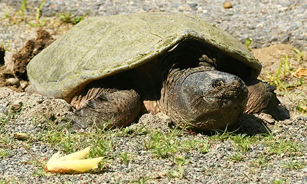A close look at the snapper — the sturgeon of the turtle family – Outdoor News