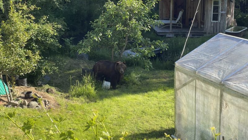 A Group of Rogue Canadians Are Trying to Relocate a Problem Grizzly Against the Government’s Wishes