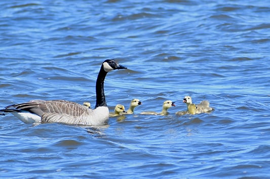 Backyard and Beyond: A sensory season – Outdoor News