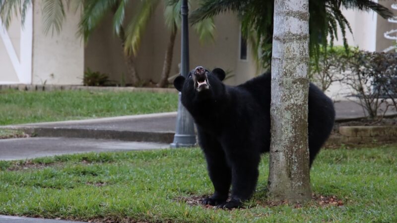 Bear Breaks Into Nursing Home, Climbs Into Bed With Resident