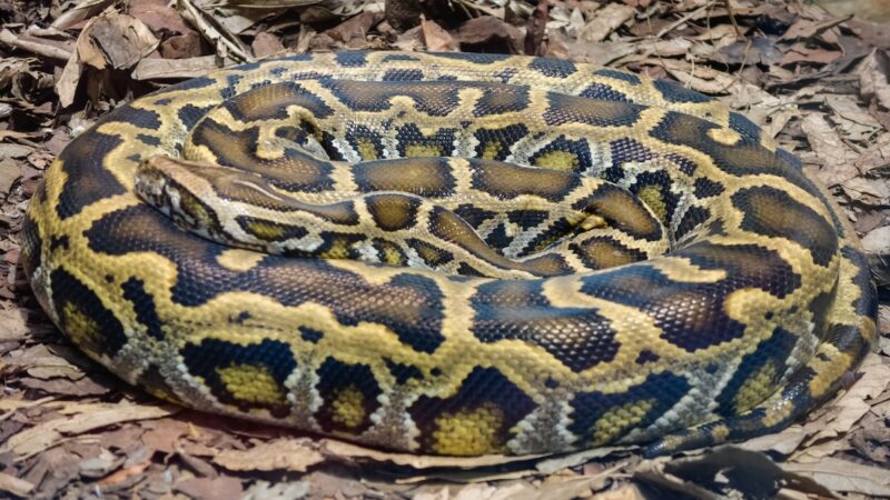 Bobcat Bit Head off 13-Foot Python—Here’s Why That’s a Win