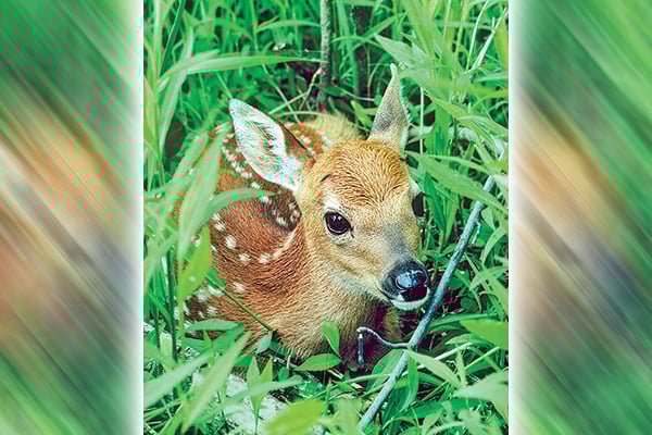 Born to blend in: Springtime fawn encounters and some fun facts – Outdoor News