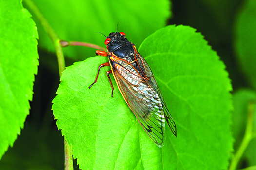 Brood XIV cicadas popping up across Pennsylvania to the benefit of turkeys – Outdoor News