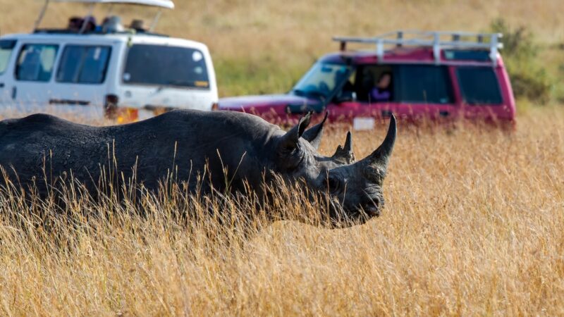 Calm Safari Guide Faces Rhino, Urges Guests to ‘Stay Still’