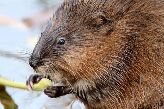 Cameras placed at sites in Illinois and Indiana to study muskrats — ‘eco engineers’ – Outdoor News