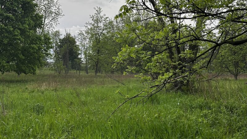 Can You Find the Random Deer Hiding in This Photo?