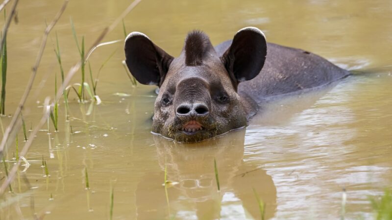 Caught on Trail Cam: Tapirs Attempt to Share Tiny Watering Hole