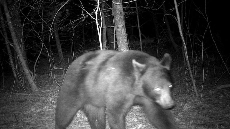 Christine Thomas: Bears wreak some havoc at the Little Cabin – Outdoor News