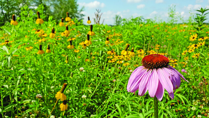Commentary: Conservation efforts paying off in higher profits for Minnesota farmers – Outdoor News