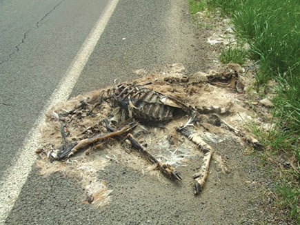 Commentary: Pennsylvania needs to do better with removal of road-killed deer – Outdoor News