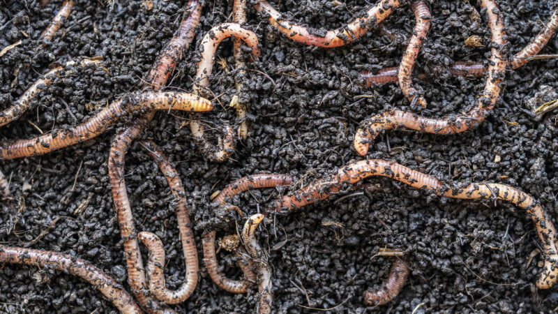 Could Tiny, Edible Robots Become the Future of “Live” Bait?