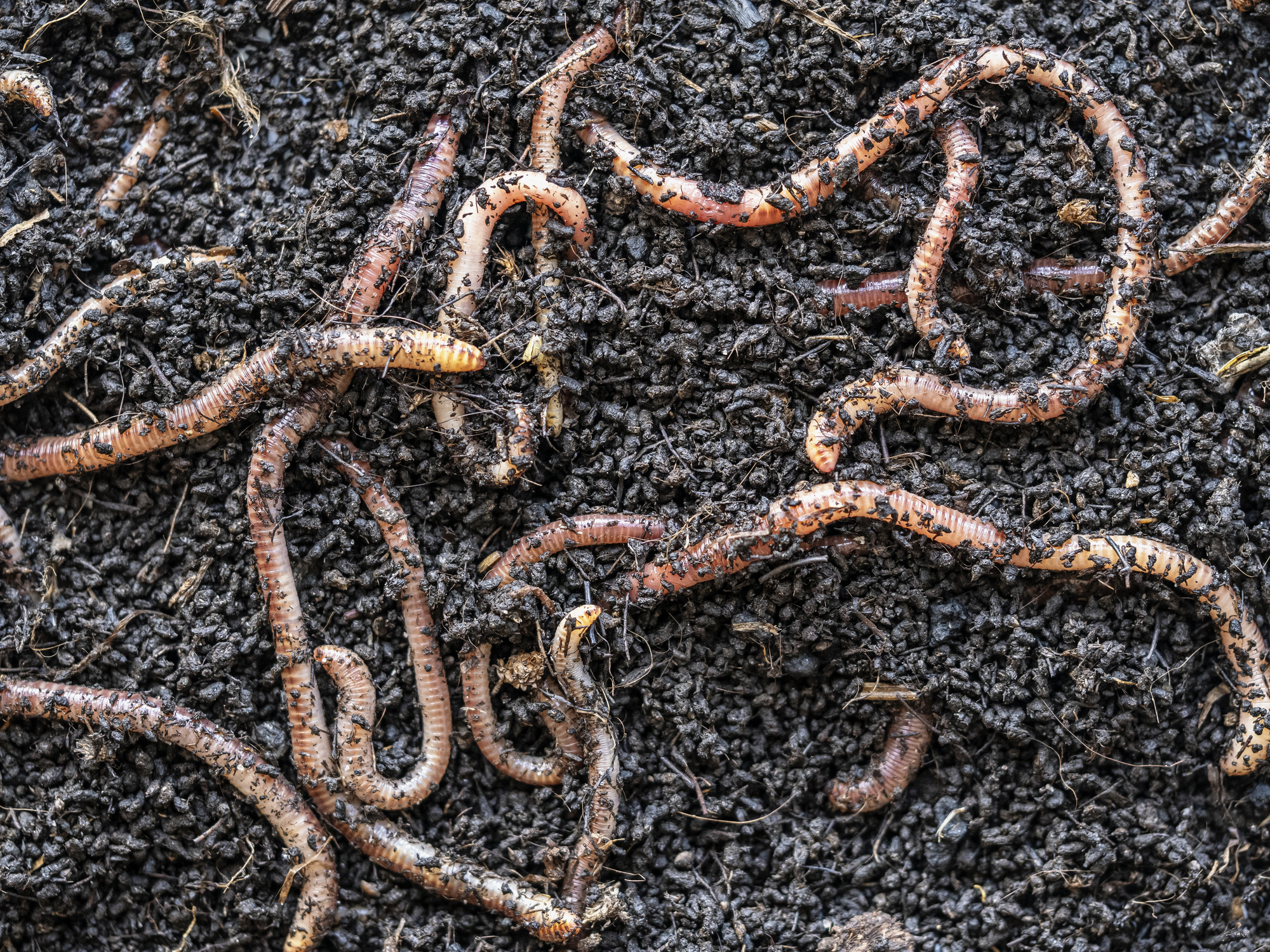 Red earthworm used as fishing bait for freshwater fish.
