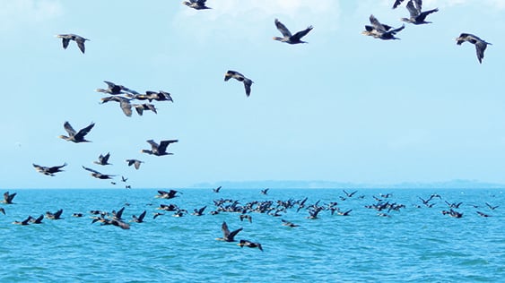 Culling of cormorants continues in Ohio – Outdoor News