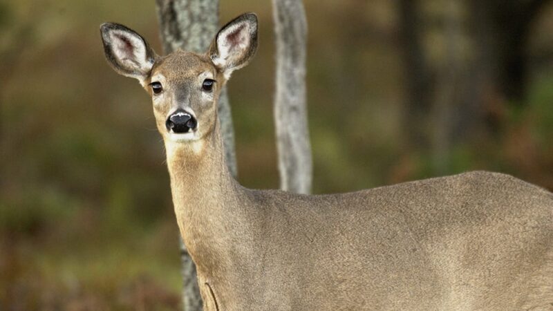 Deer kill reduced in 2025 without southeast Minnesota culling – Outdoor News