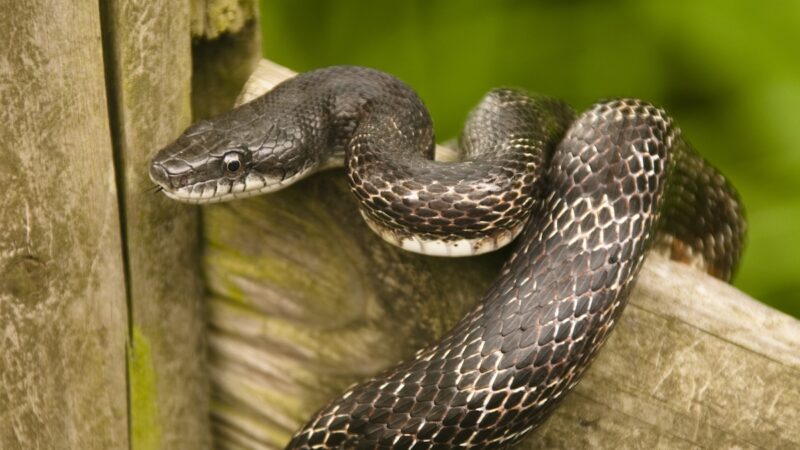 Ding-Dong! Slithery Sales-Snake Triggers Texas Doorbell Cam