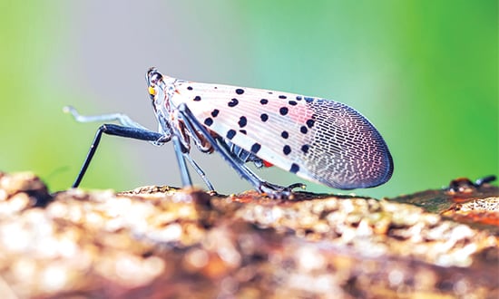 Dogs used to sniff out invasive spotted lanternfly eggs in Ohio – Outdoor News