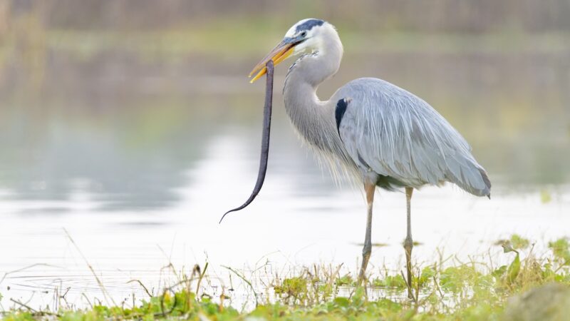 Eel Bursts From Heron’s Body Mid-Air, Shocking Photographer