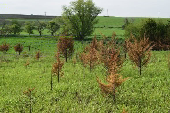 Efforts to restore the prairie at Iowa’s Green Valley State Park already bearing fruit – Outdoor News