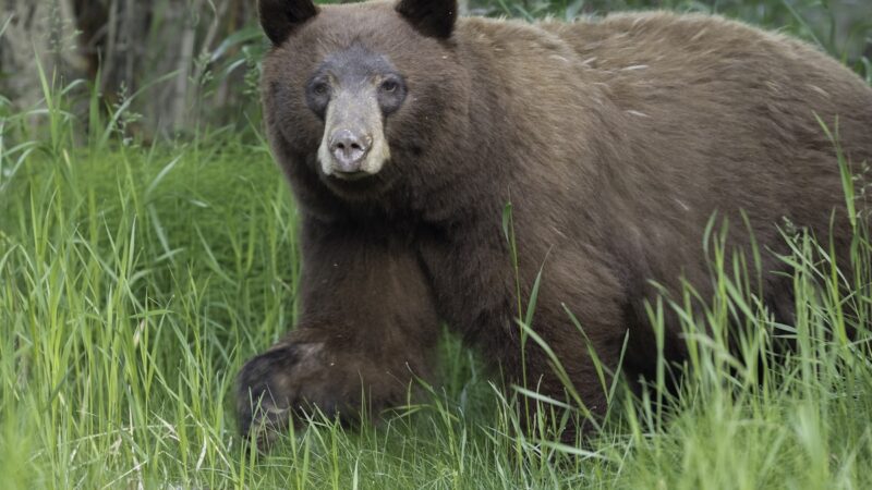 Family Encounters Massive Bear on Popular Hiking Trail (Video)