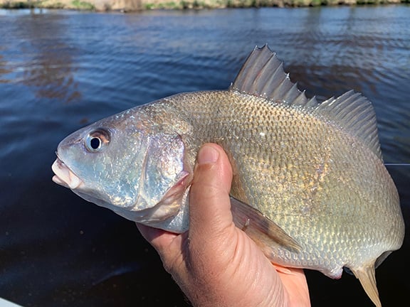 Flop of a fishing trip becomes quest for Lucky ‘Stones’ from a sheephead – Outdoor News