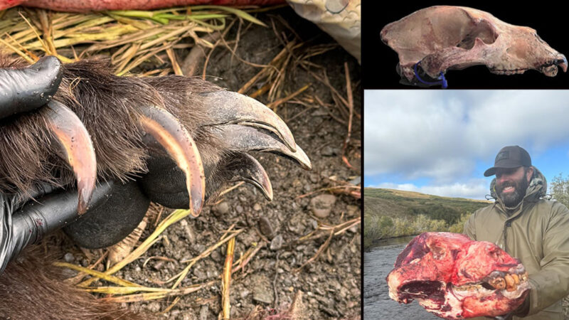 Giant Grizzly Taken in Alaska Is a New World Record, Confirms Boone & Crockett