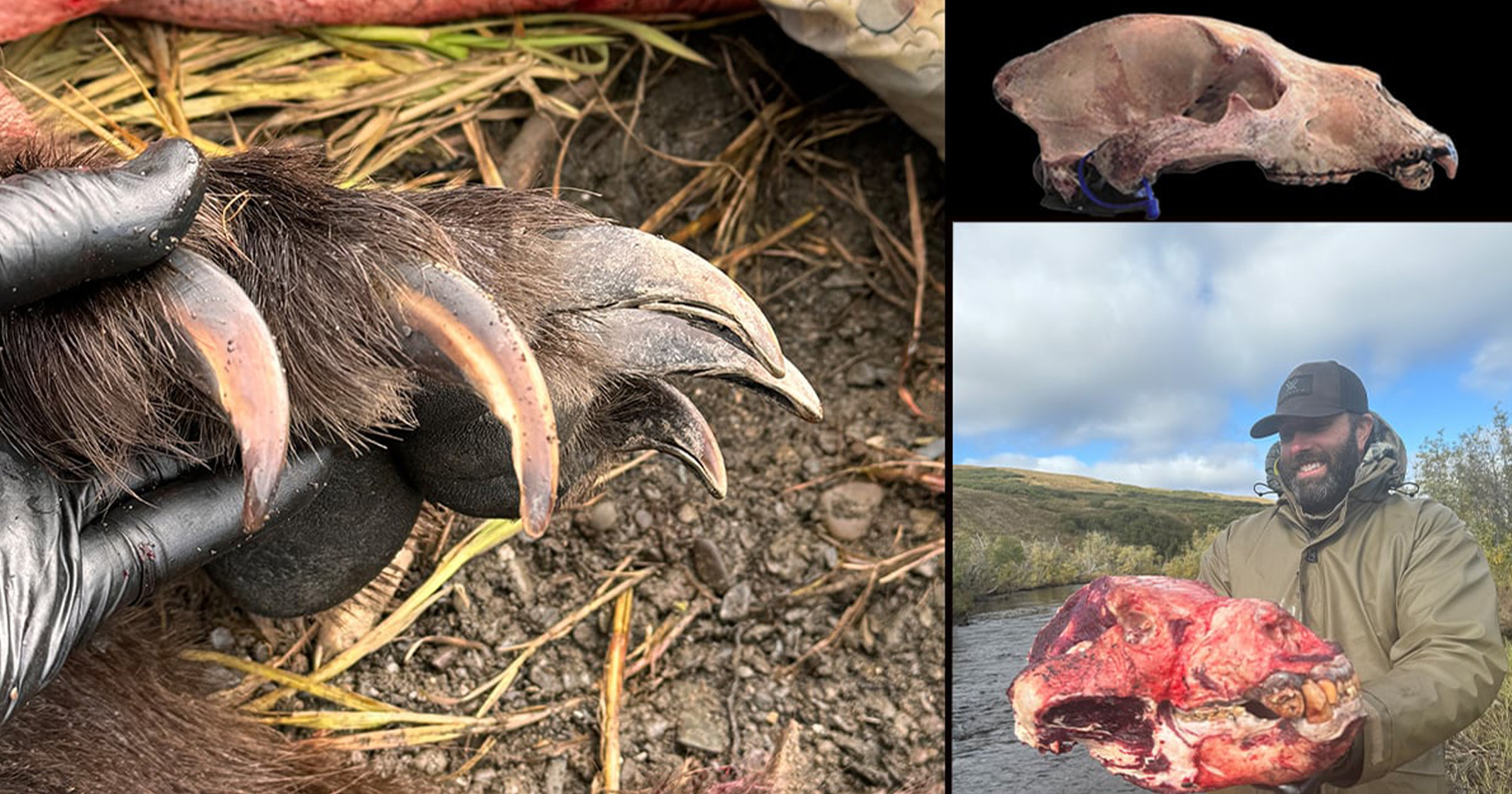A close-up of a trophy bear's skull and claws.