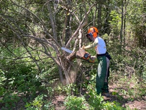 Goats, grit and persistence: Illinois wildlife habitat benefitting from ag improvements – Outdoor News