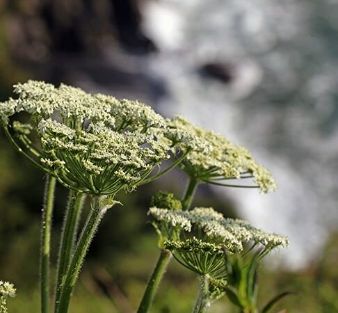 Gretchen Steele: Dangerous plants lurking on Illinois trails, roadsides, streambanks – Outdoor News