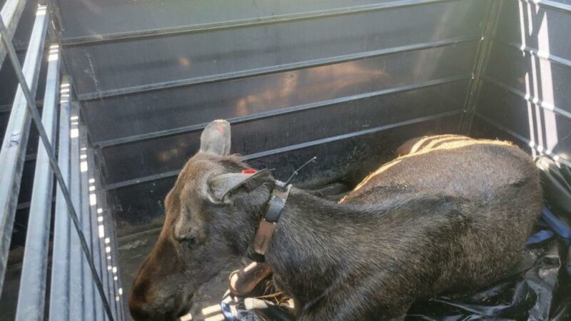 Here’s Why Moose Keep Attacking People and Their Dogs in Colorado