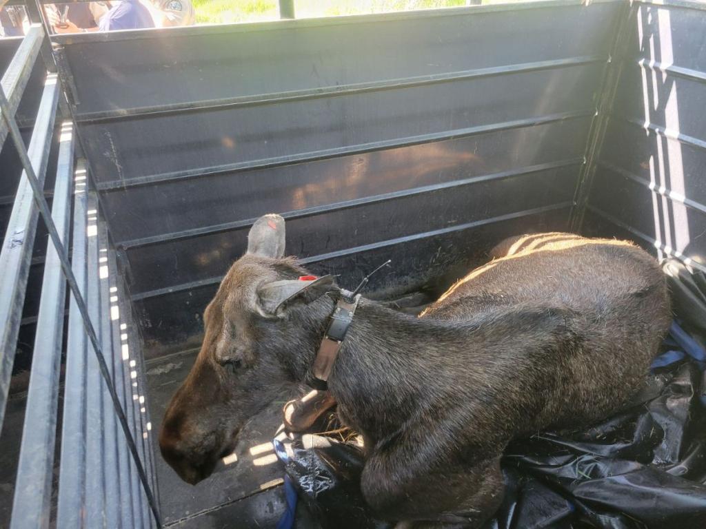 A cow moose with a GPS collar sits inside a stall.