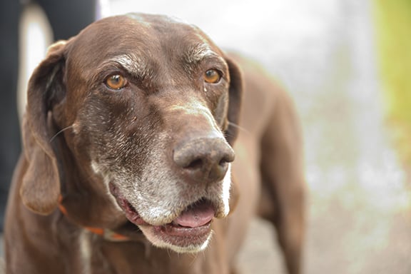 How to handle aging dogs when the heat is on – Outdoor News
