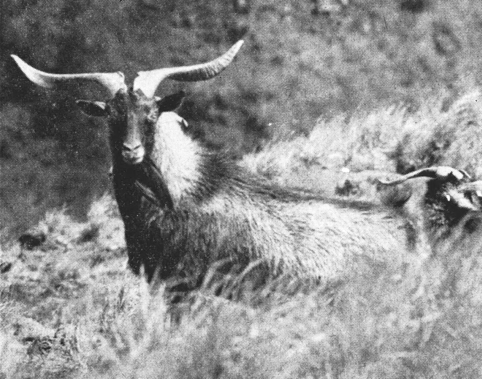 An old black and white photo of a billy goat on Lanai.