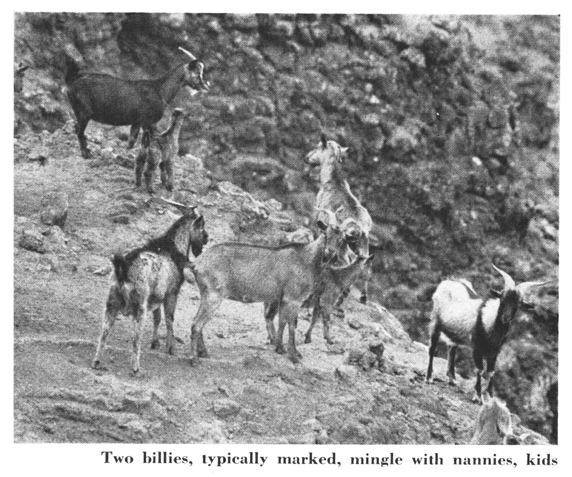 An old black and white photo of a wild goat herd.