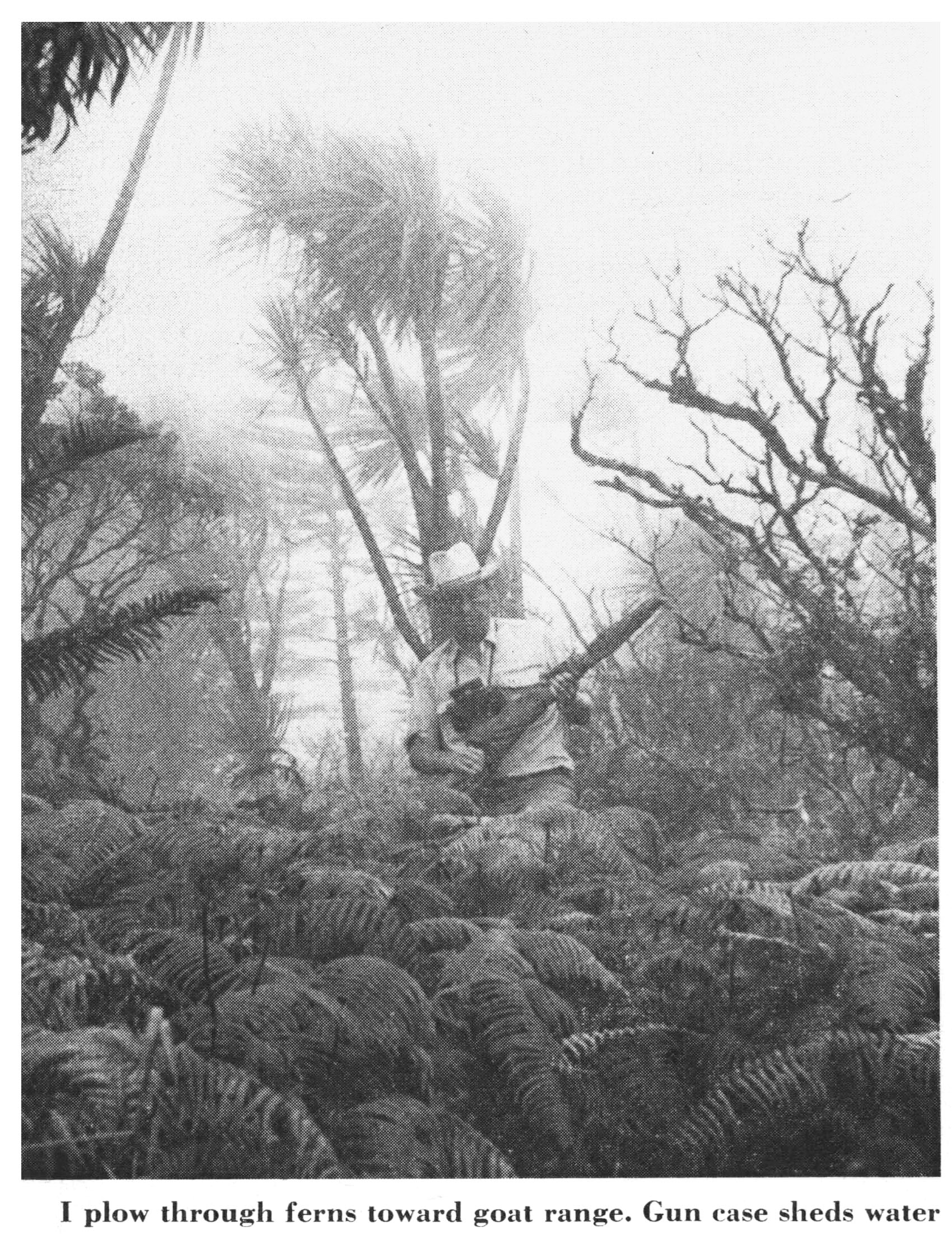 An old black and white photo of a hunter wading through misty ferns in Hawaii.