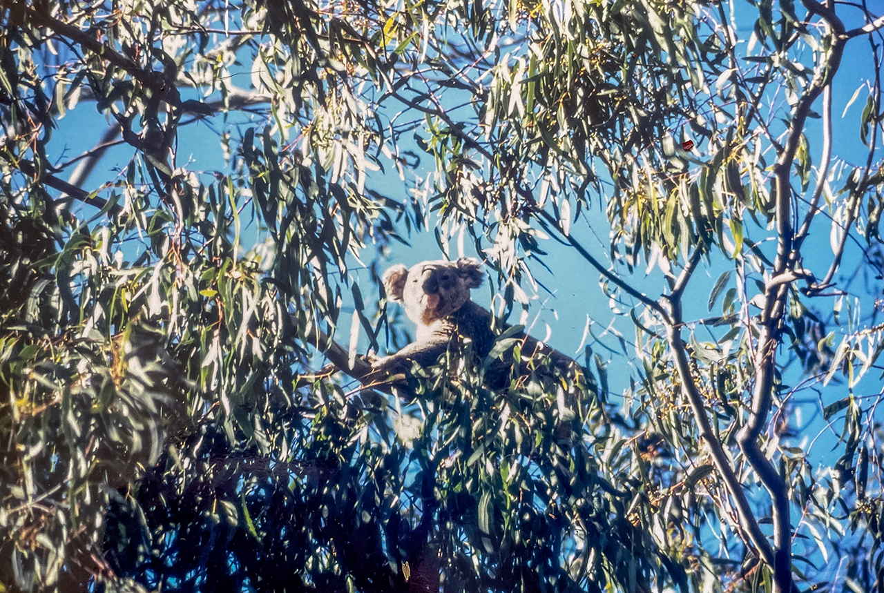 koala in australia