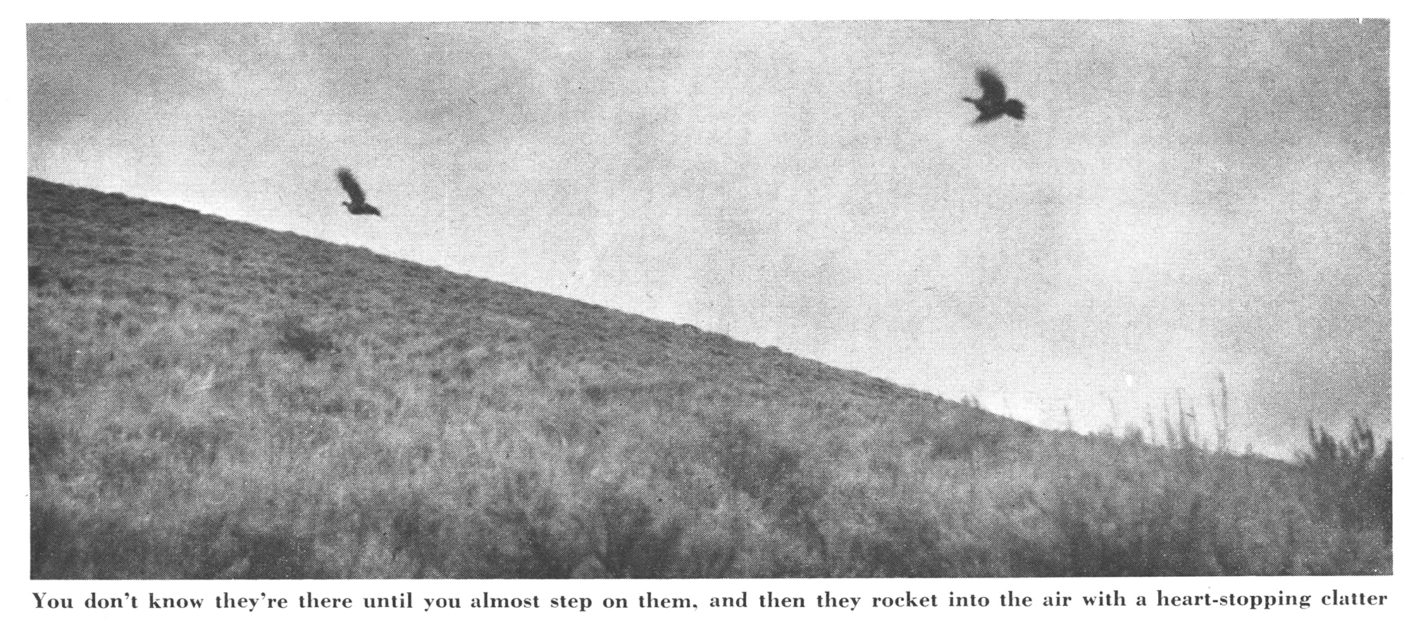 Sage grouse flying off