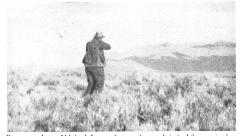 I Witnessed the Glory Days of Sage Grouse Hunting