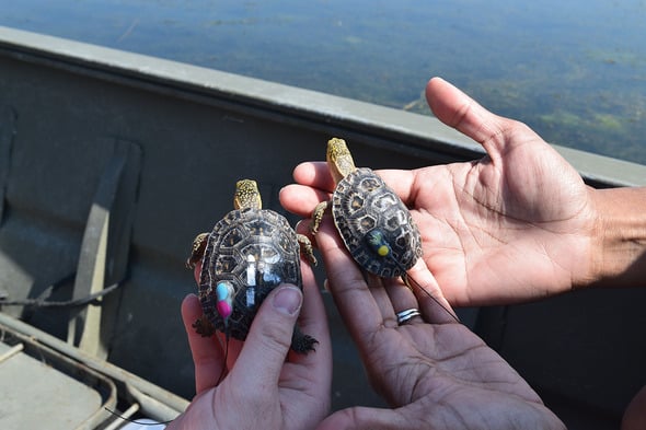 Iowa project will track juvenile movements of threatened turtle species – Outdoor News
