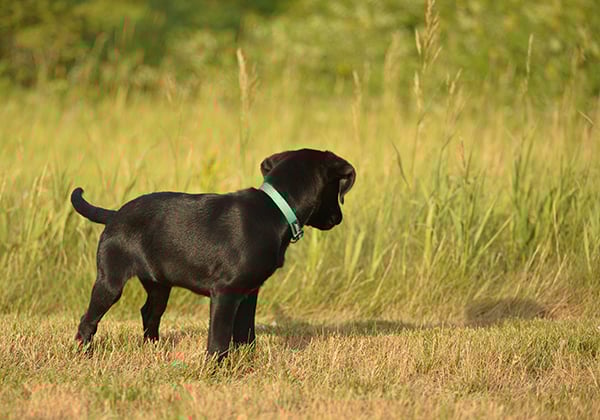 Is your student (pup) not paying attention? There might be a good reason – Outdoor News