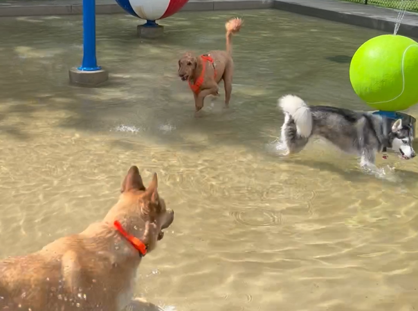 Jellystone Parks Add More Pet-Friendly Amenities and Units – RVBusiness – Breaking RV Industry News