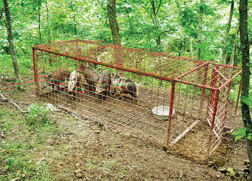 Lawsuit puts Ohio hog hunting bill on hold – Outdoor News