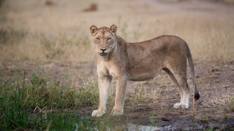 Lion Advocate Killed by Lion While Camping in Namibia