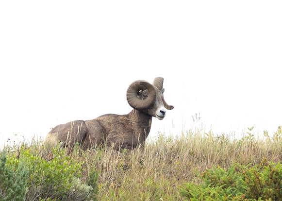Looking at the current status of bighorn sheep in North Dakota – Outdoor News