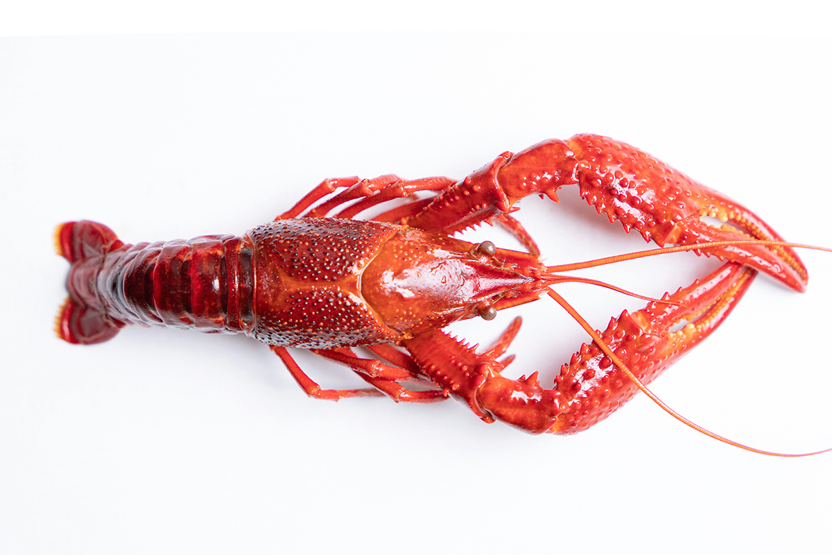 A lobster on a white background.