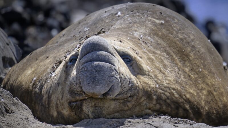 Massive Animal Invades ‘Quaint and Picturesque’ Seaside Town
