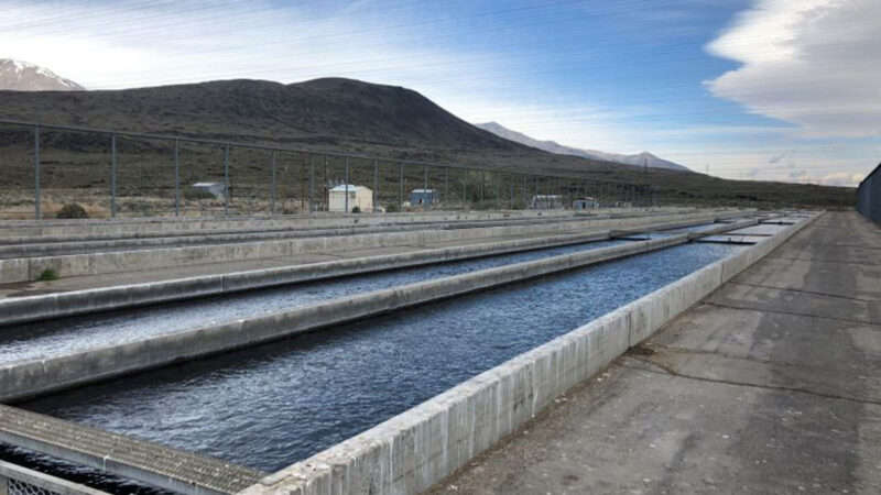 Massive Fish Kill at California Trout Hatchery Will Impact Stocking Efforts for Years