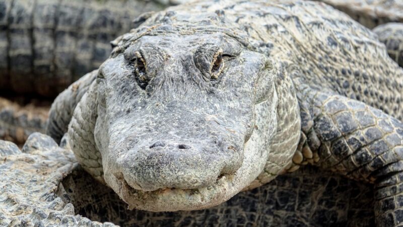 Massive Gator Cited for ‘Suspicion of Being a Dinosaur’ (and More)
